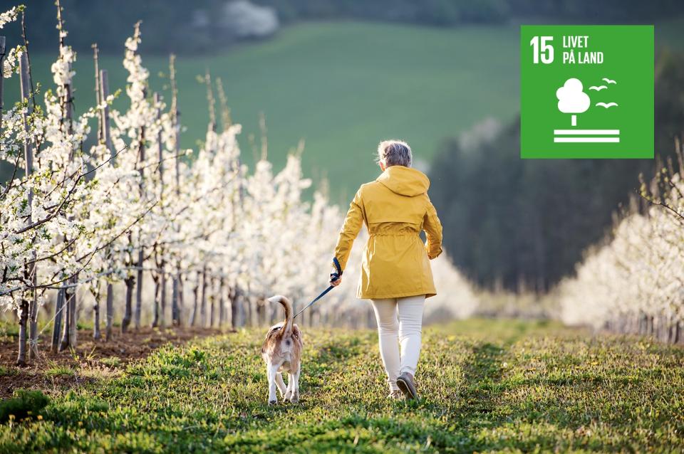 Verdensmål 15: Livet på land